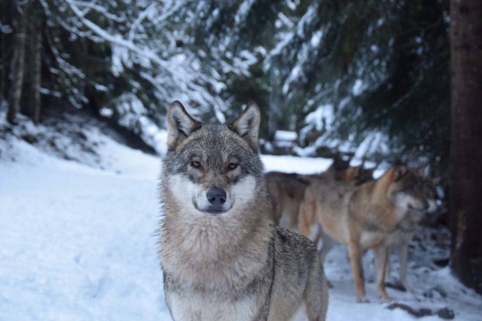 Alpha Loup, Mercantour Alpha Loup, Mercantour