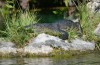 crocodile Fairmont canal Yucatan
