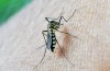 Malaria mosquito bite