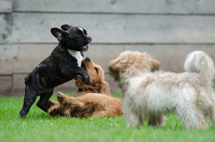 playing puppies playing puppies