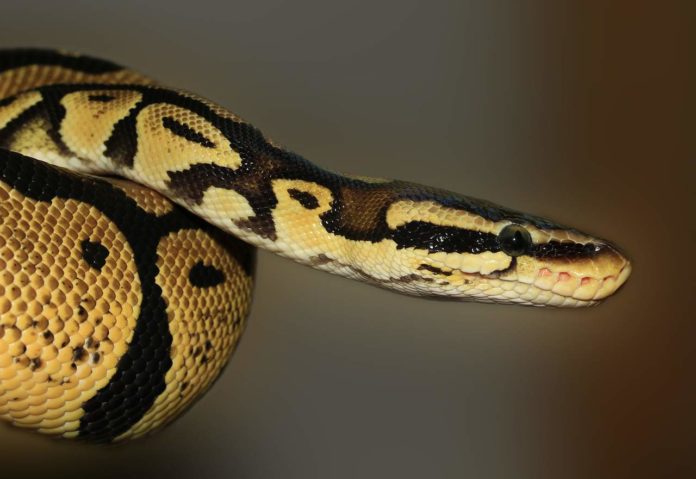 snake python snake python