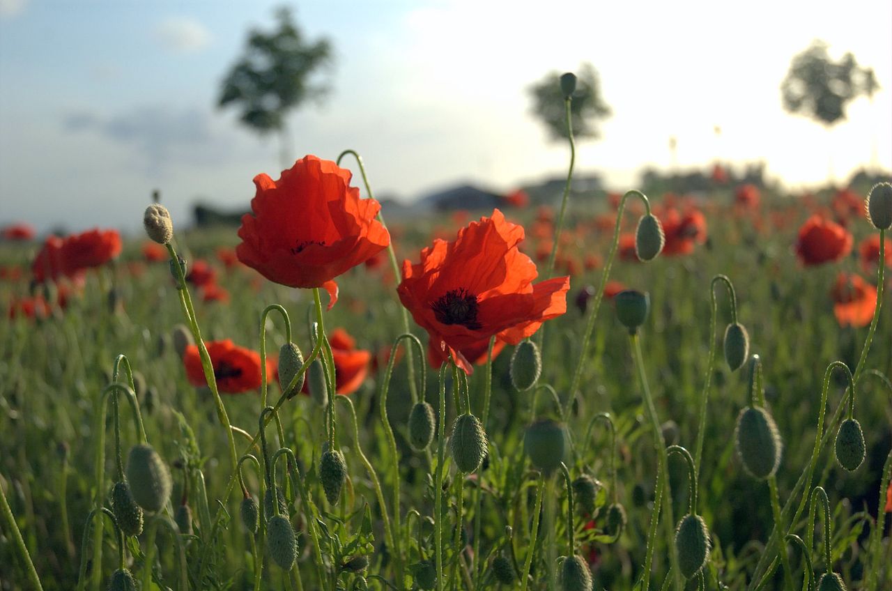 The Portuguese in the Great War- Remembrance Trails of the Great War in  Northern France