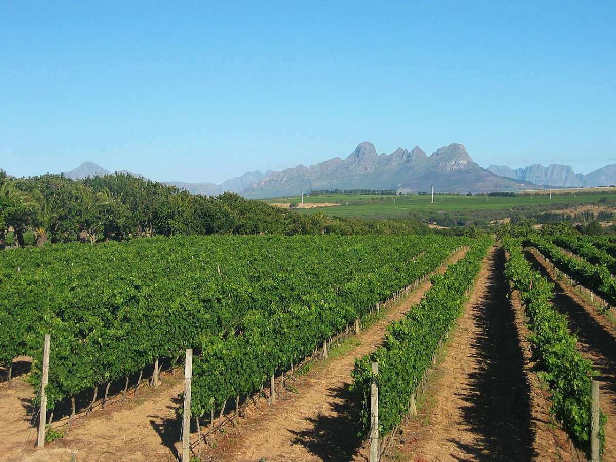 Stellenbosch Vineyard, near Cape Town