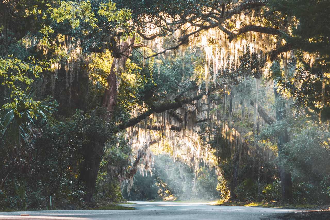 Oak trees draped with Spanish moss, Amelia Island