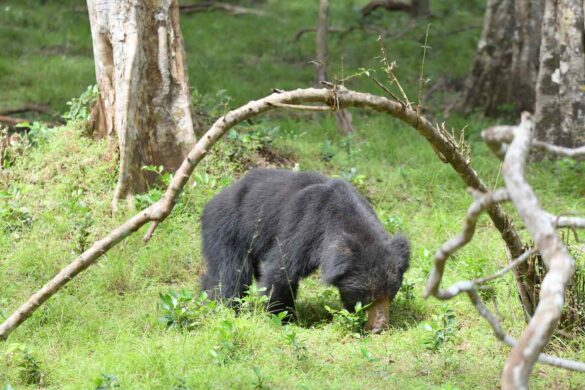 A sloth bear at Wilpattu National Park