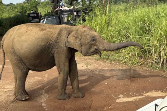 On safari in Hurulu Eco Park