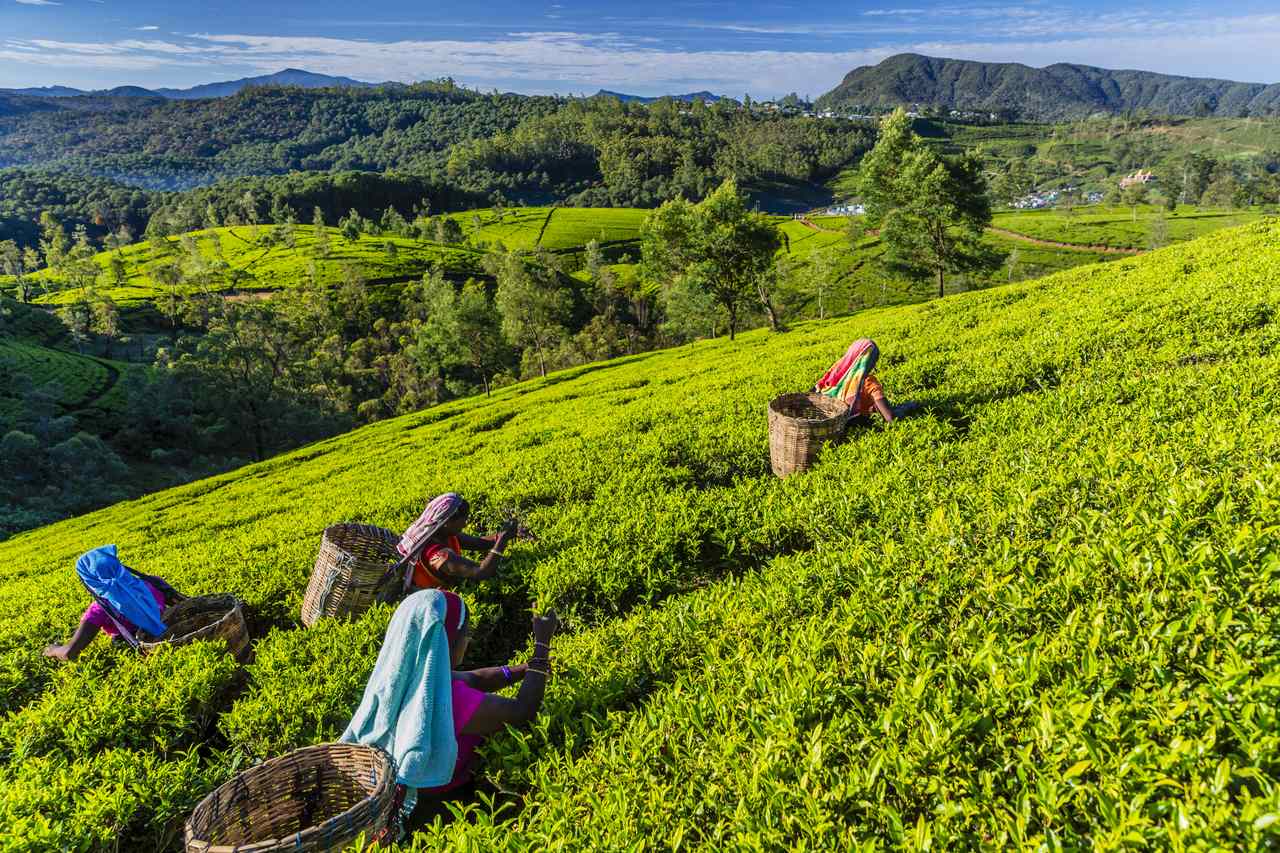 Plucking tea leaves. Photo Hadyniak