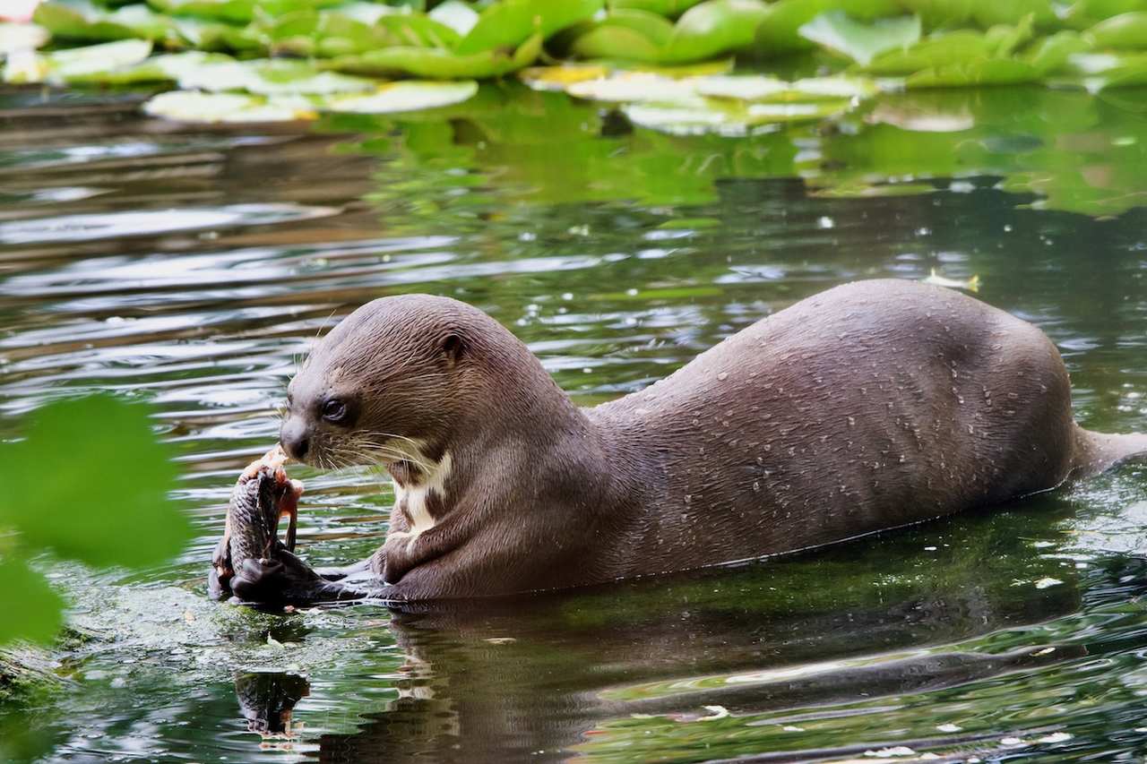A Giant Otter at Chester Zoo