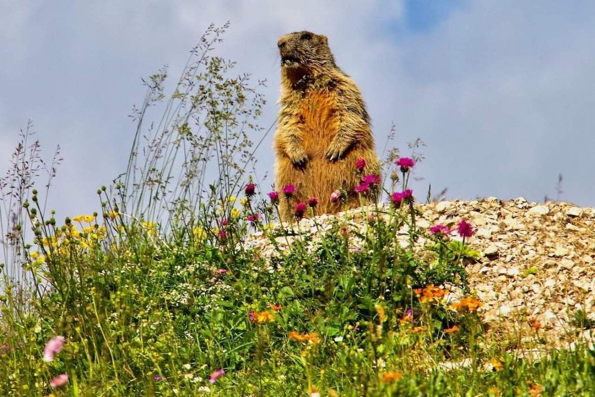 A Marmot on Spinale in Madonna di Campiglio, Italy