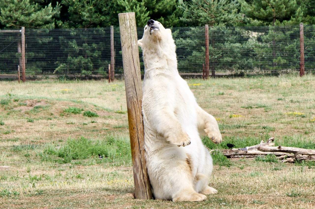A Polar Bear at Yorkshire Wildlife Park