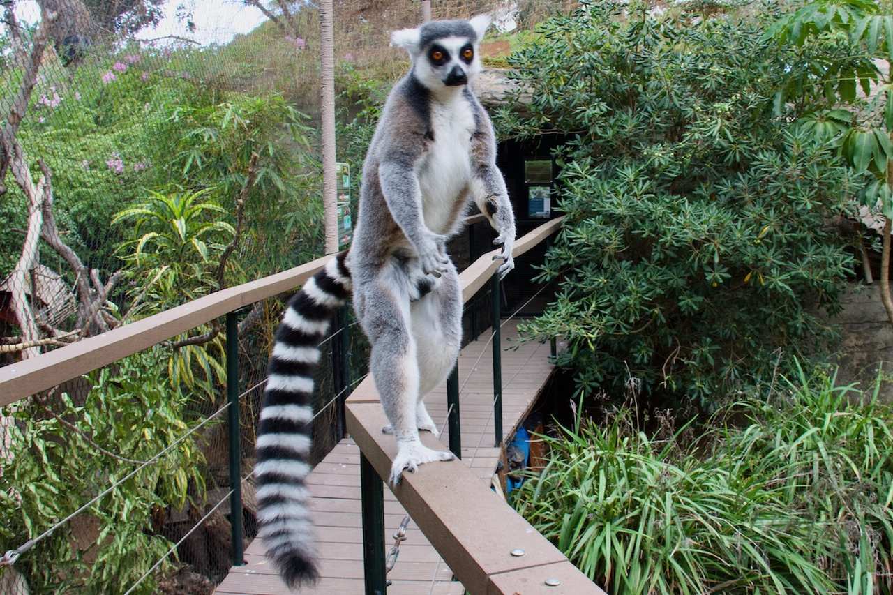 Lemur