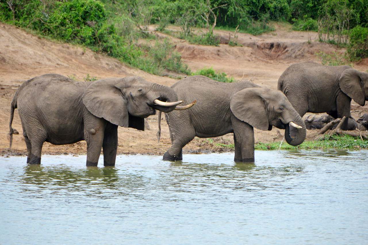 Elephants Uganda