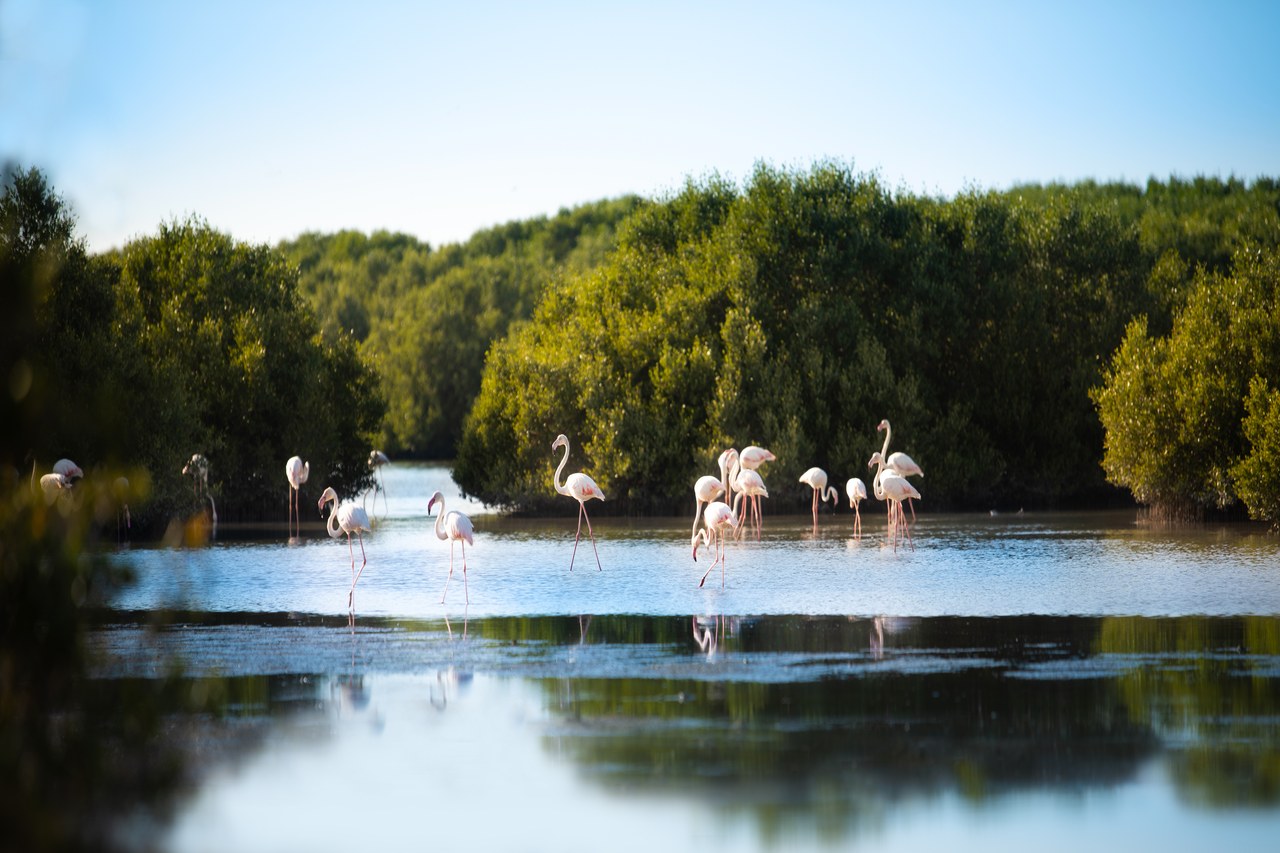 Al Zorah - Mangroves and Natural reserve 