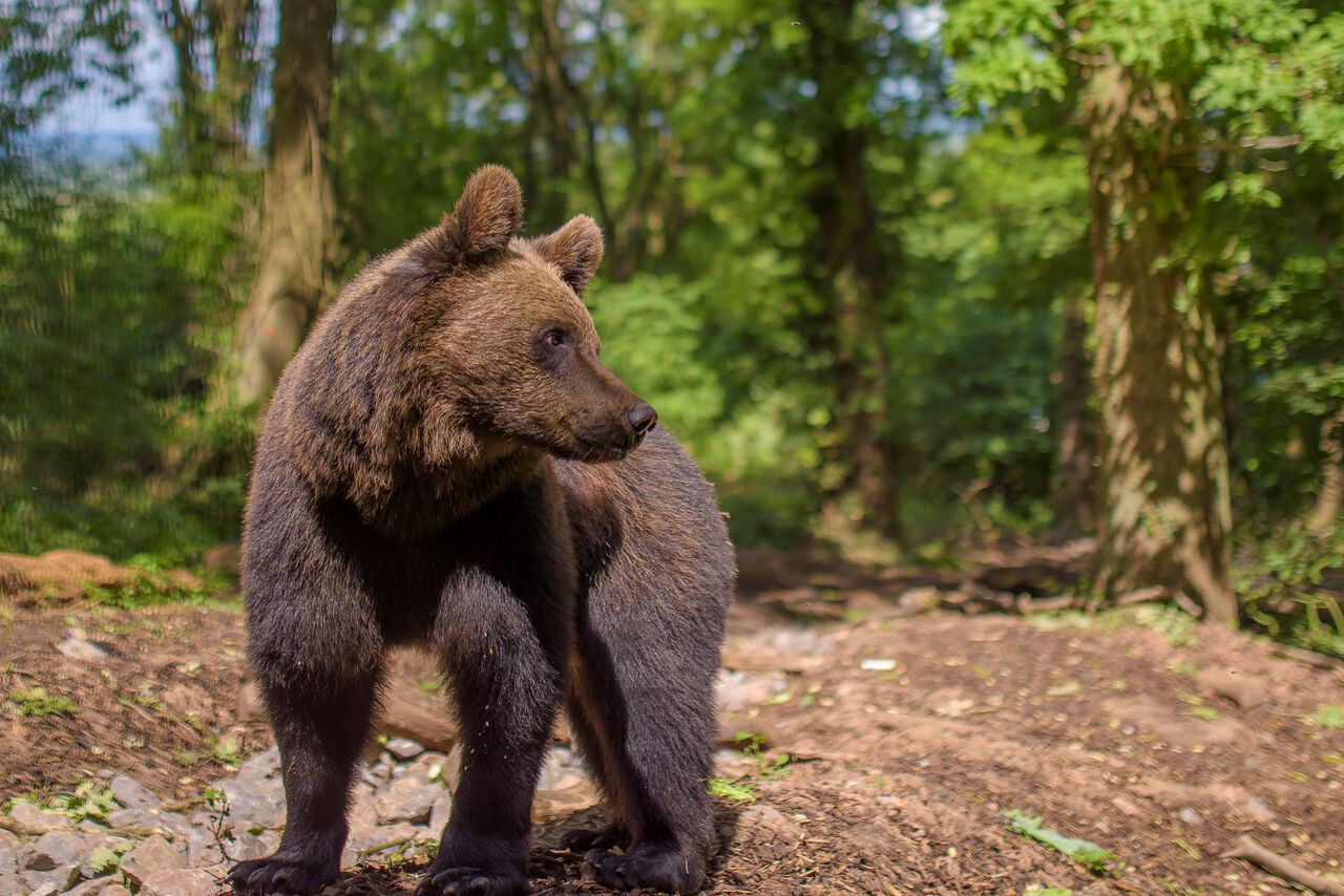 Albie the European brown bear (c) Andre Pattenden