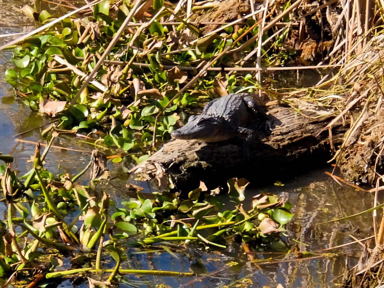 Alligator on a log in Louisiana swamp