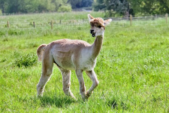 Alpaca at Houghton Lodge and Gardens