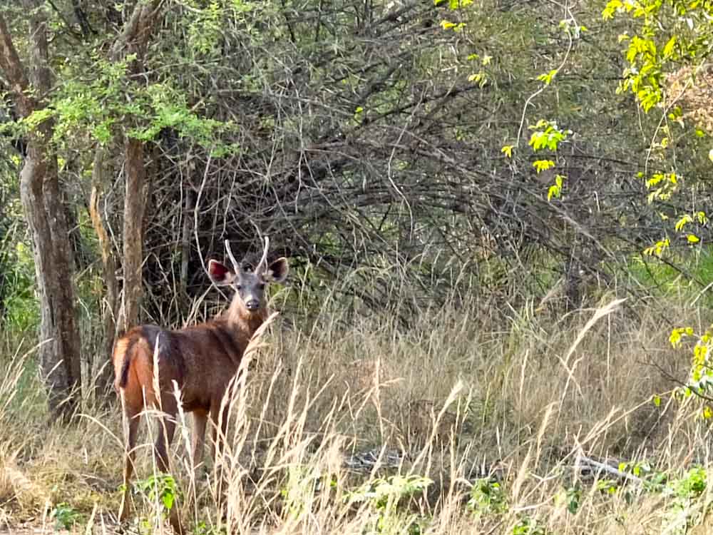 Amarad Tiger Reserve Deer