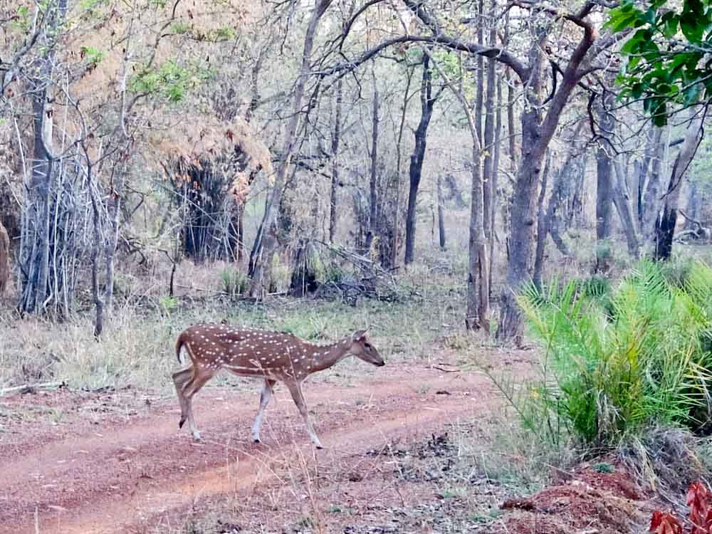 Amarad Tiger Reserve Spotted Deer