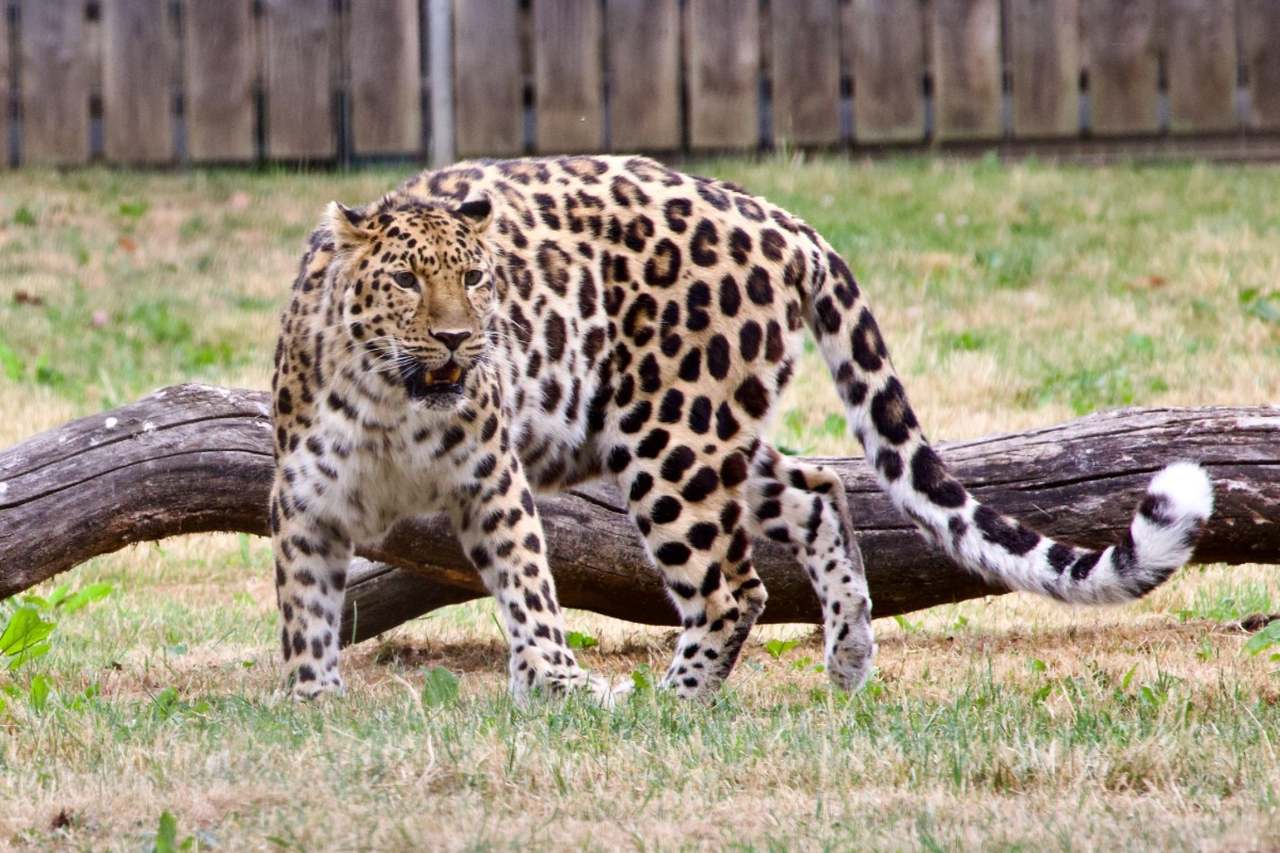 Amur Leopard at Yorkshire Wildlife Park