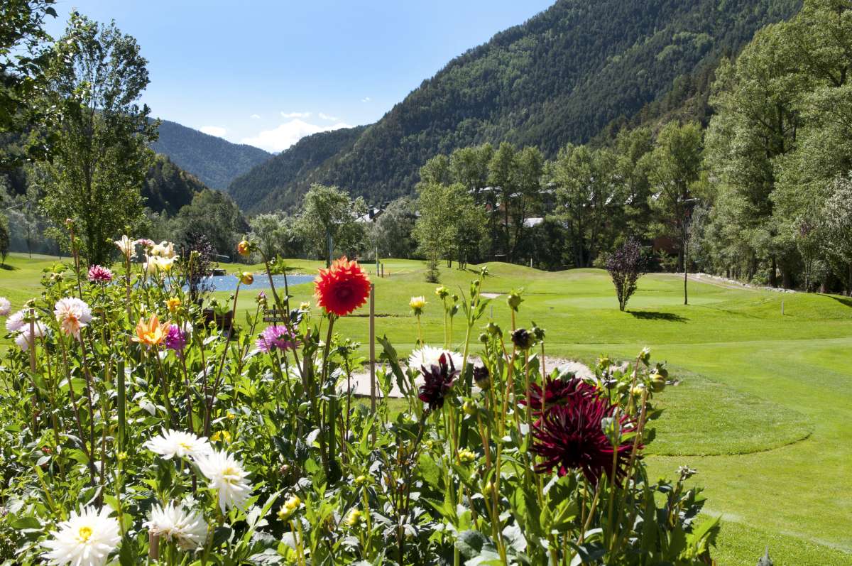 Andorra - mountain flowers