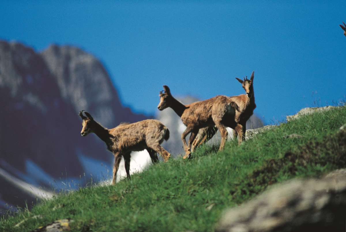 Andorra mountain goats