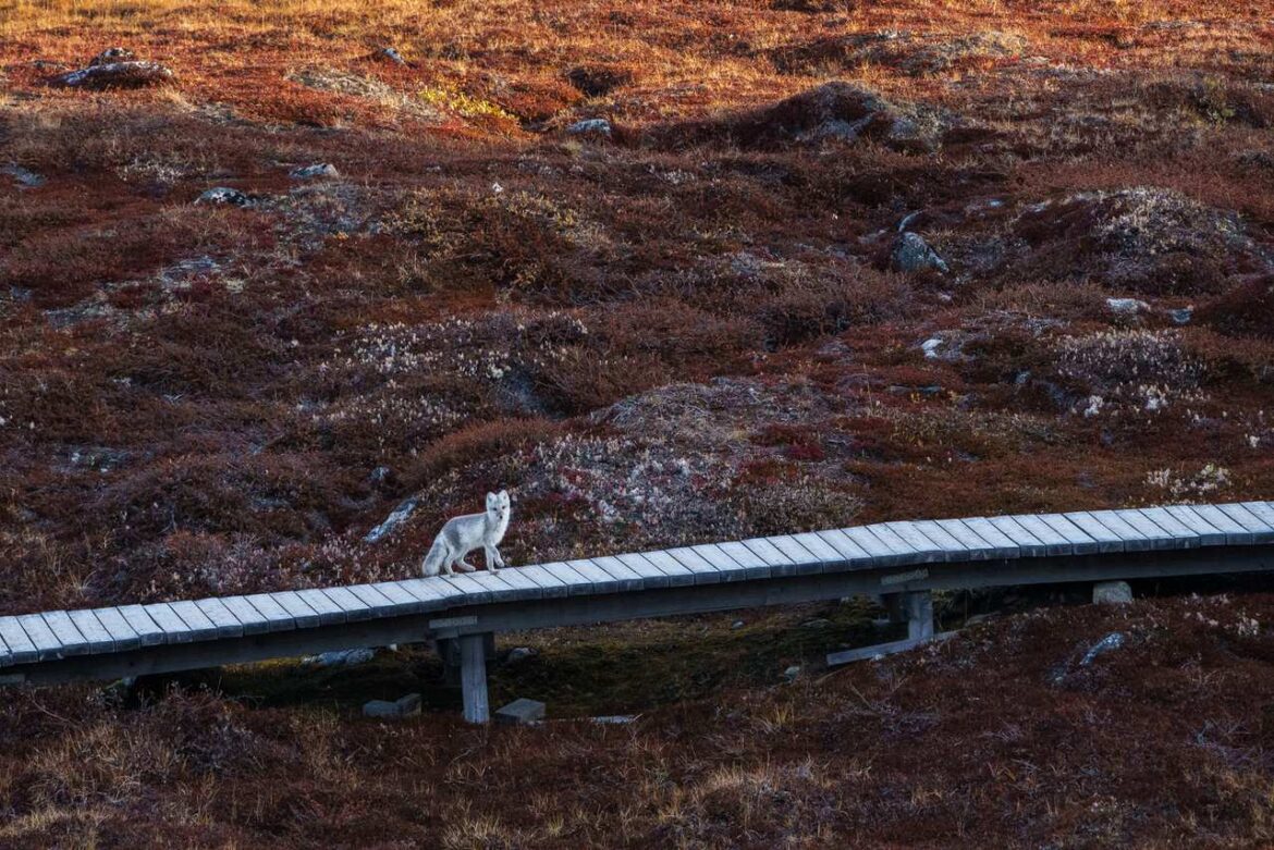 Arctic Fox