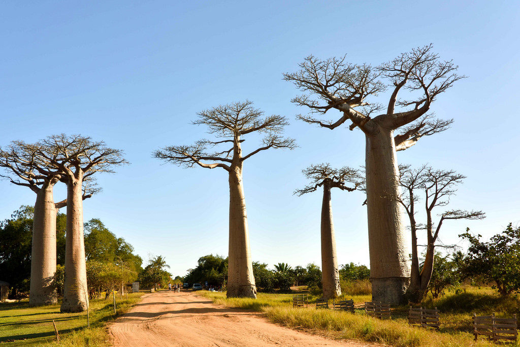 Avenue of Baobabs, Madagascar