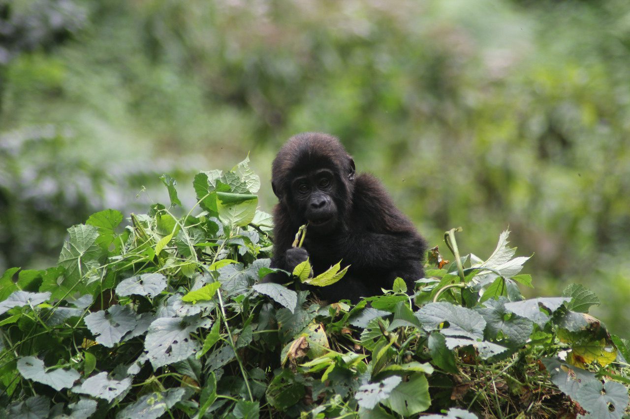 Baby Gorilla feeding at Bwindi Impenetrable National park