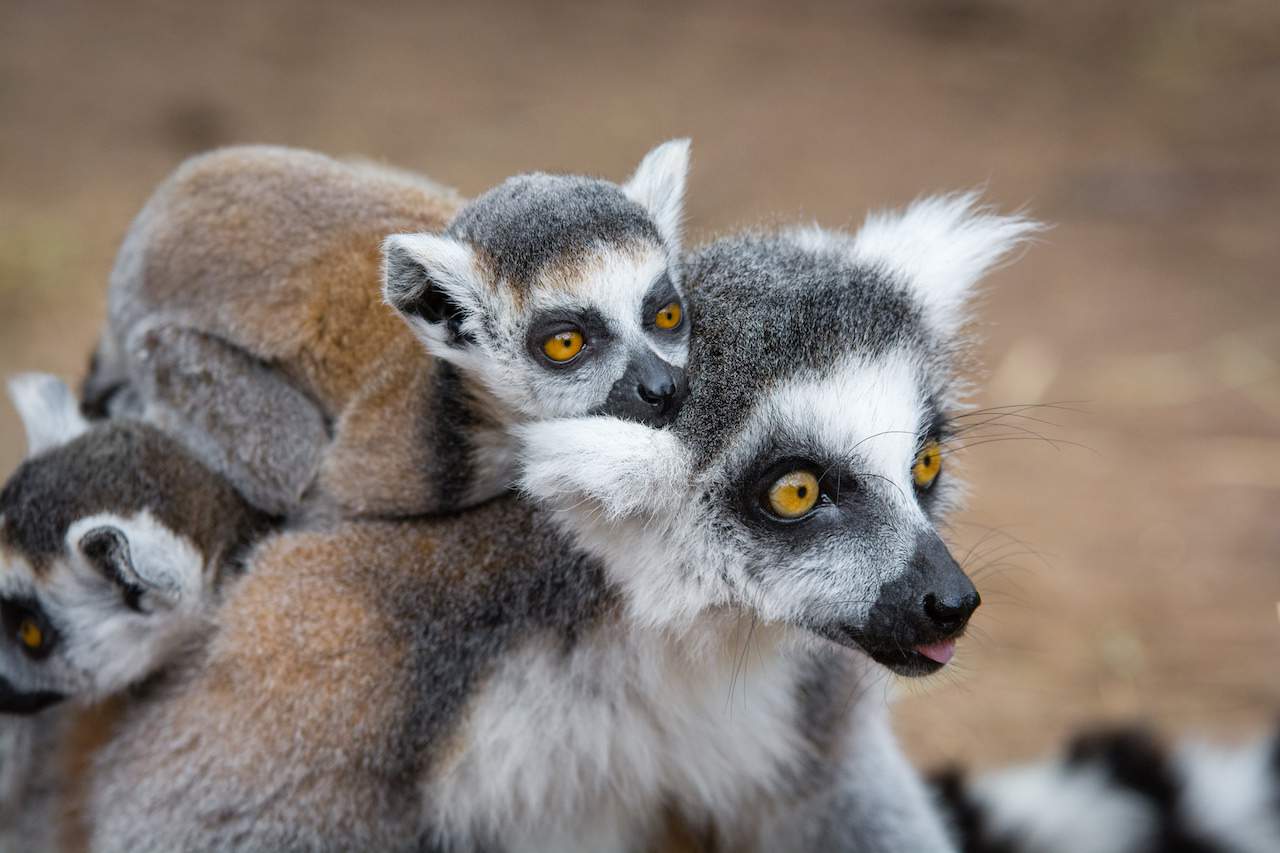 Baby lemurs
