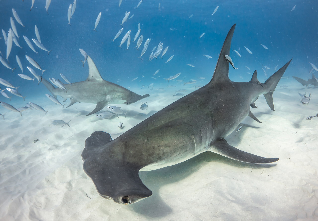 Bahamas dive with Great Hammerhead in Bimini