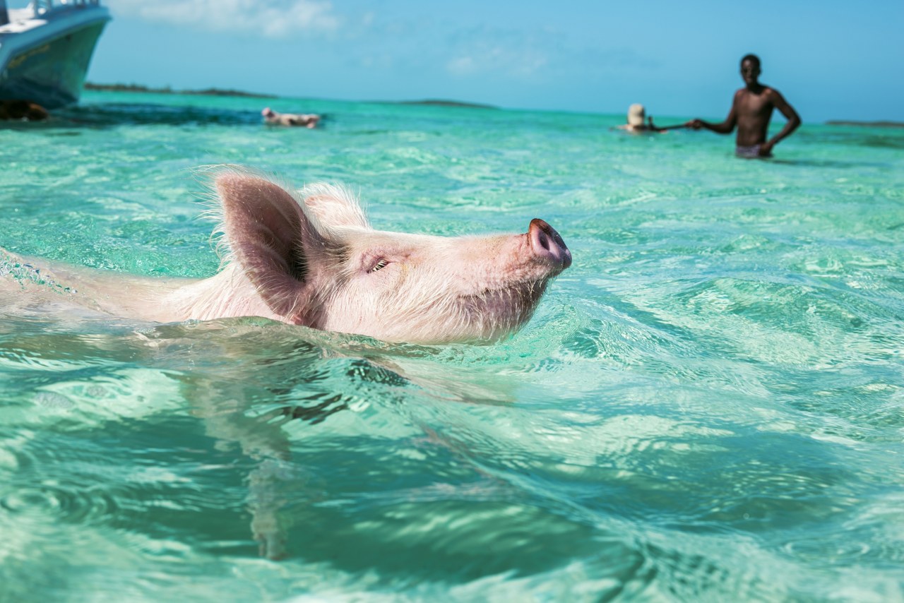 Bahamas swimming pigs in Exuma