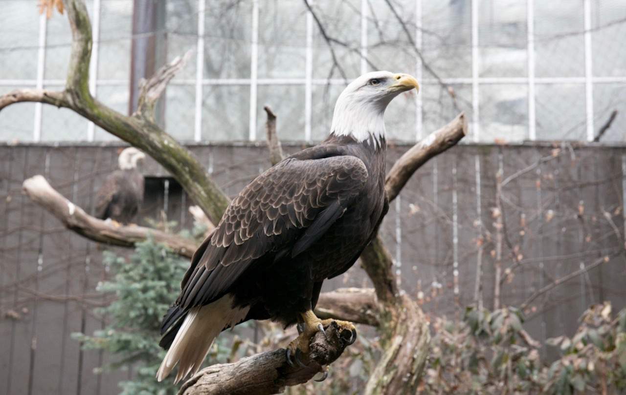 Bald eagle at the National Aviary