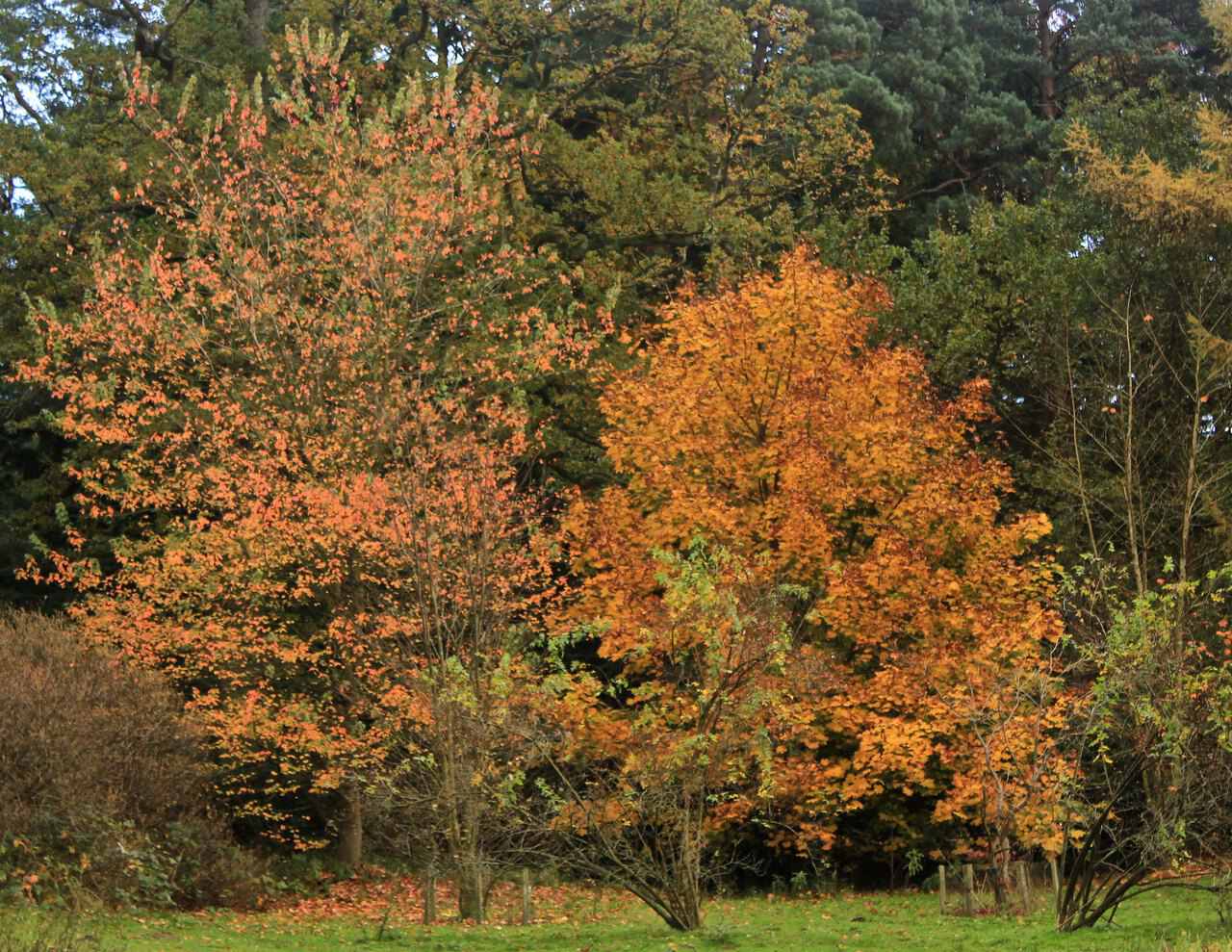 Bedgebury National Pinetum and Forest