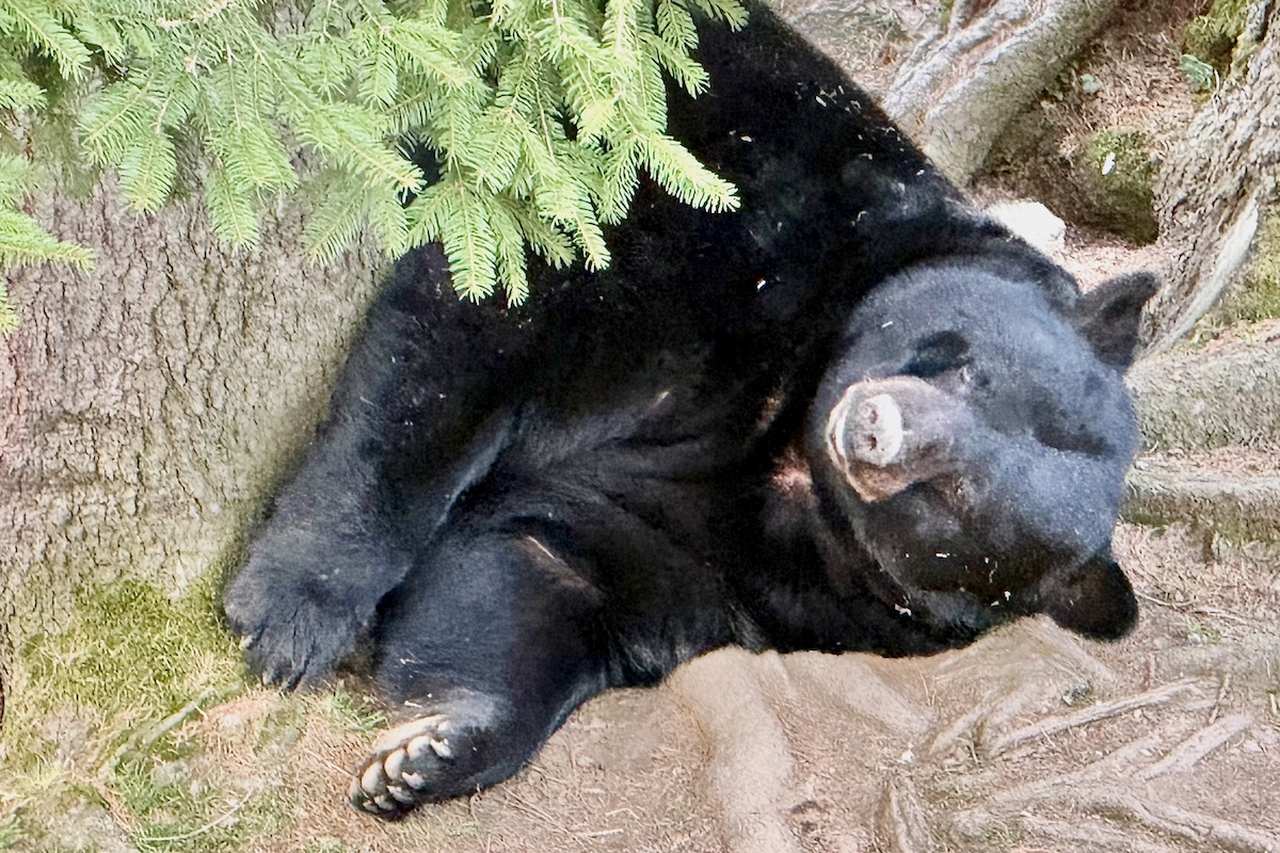 Black Bear at Hotel Zoo des Marécottes