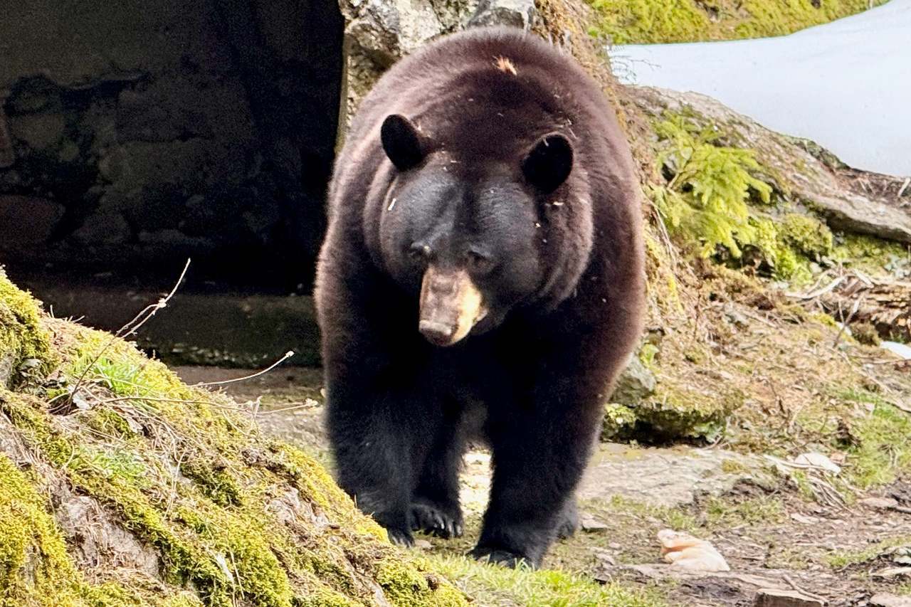 Black Bear at Les Marécottes Zoo