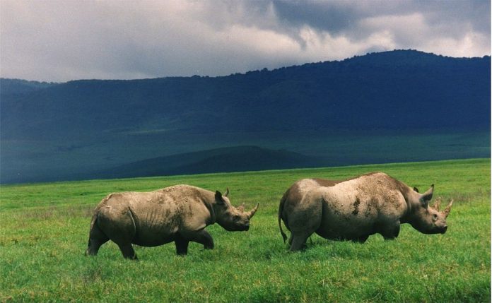Black Rhinos in Ngorongoro Crater, Tanzania