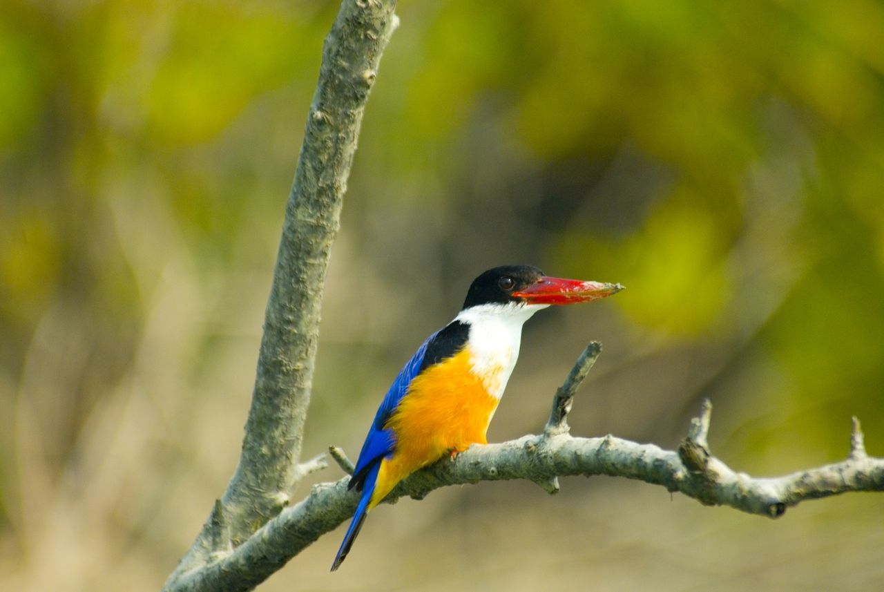 Black capped kingfisher