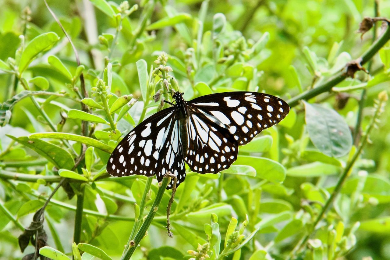 Blue Tiger Butterfly at Aliya Resort and Spa in Sigiriya, Sri Lanka