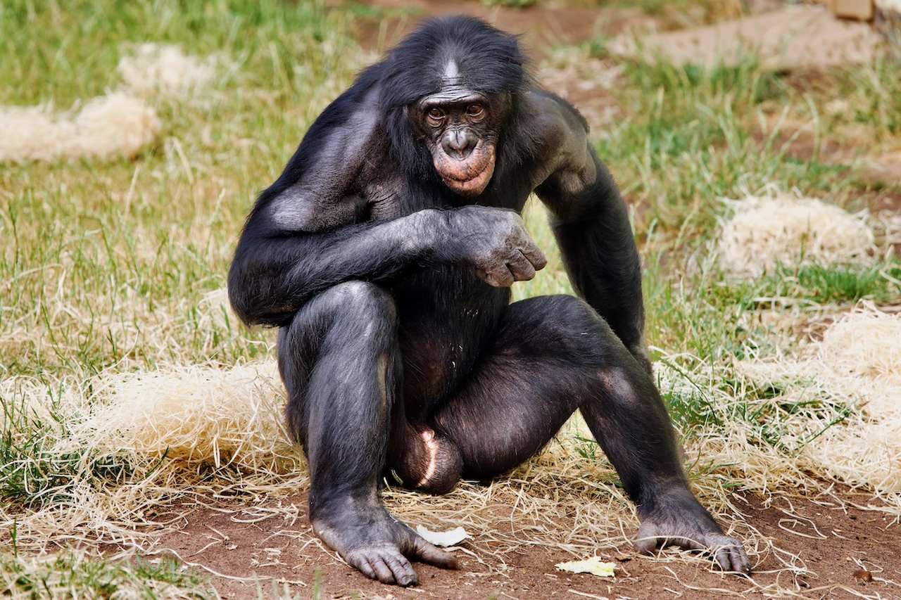 Bonobo in Twycross Zoo