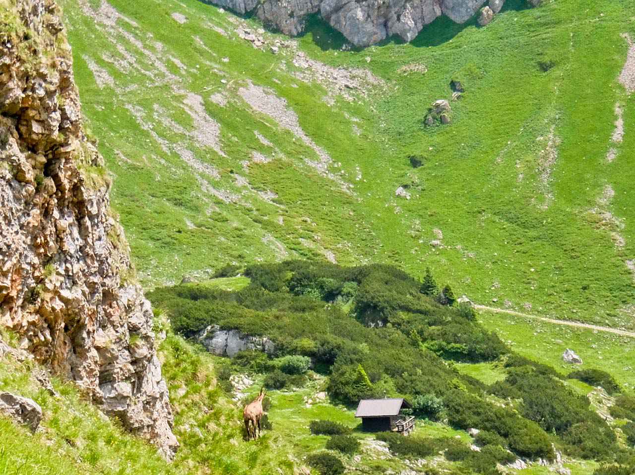 Brandenberg Alps, Tyrol - Chamois