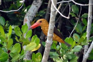 Brown Winged Kingfisher