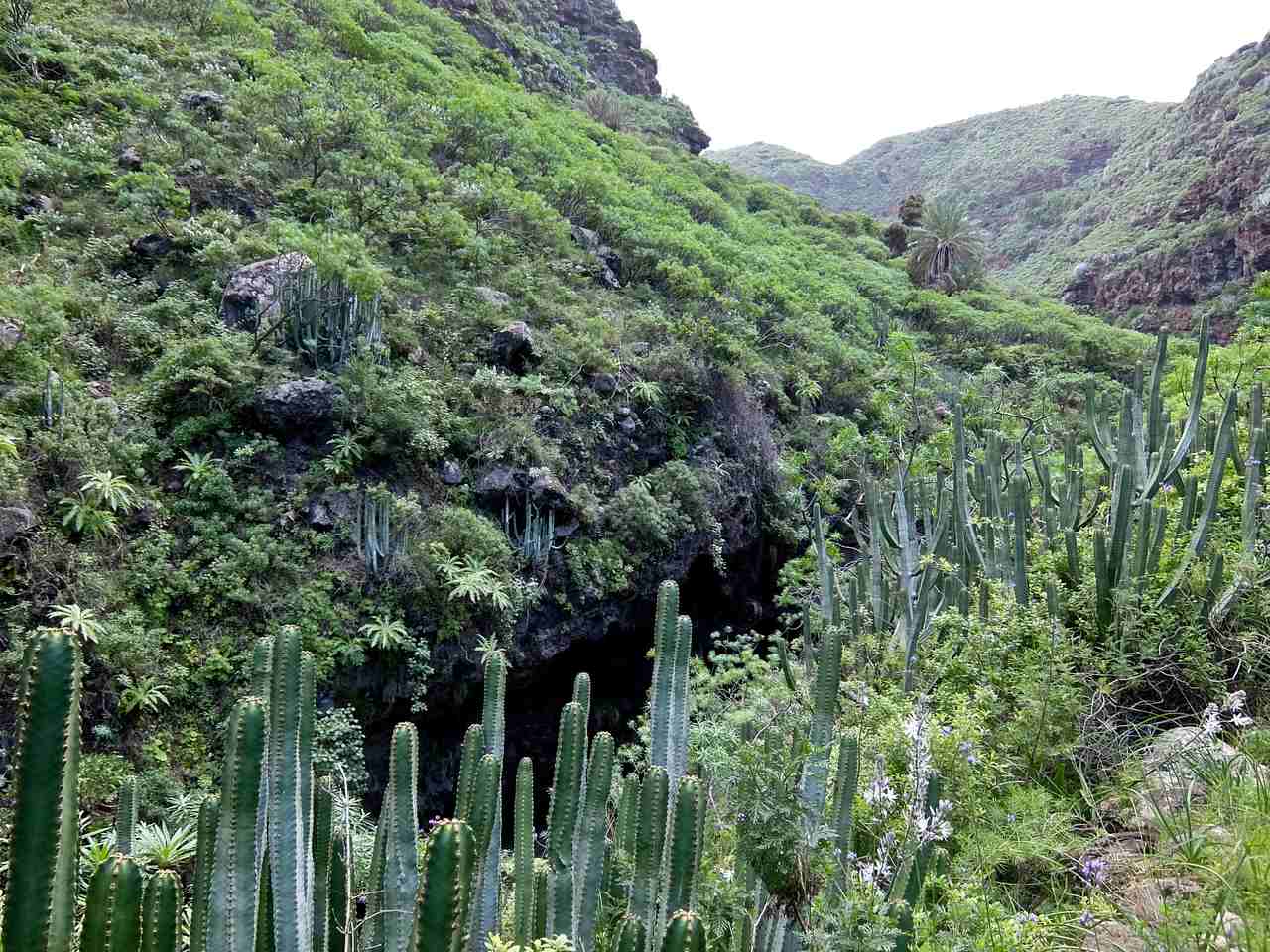 Cactus in Barranco de Franceses