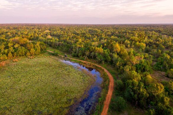 Caiman landscape