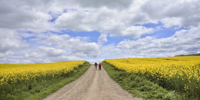 Camino Frances