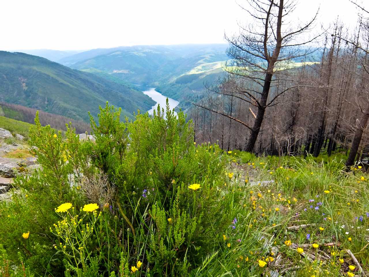 Camino Primitivo - Embalse de Salime