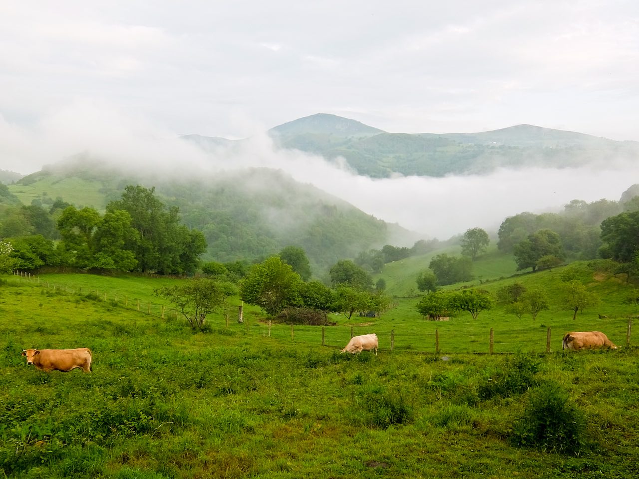 Camino Primitivo - Misty Morning