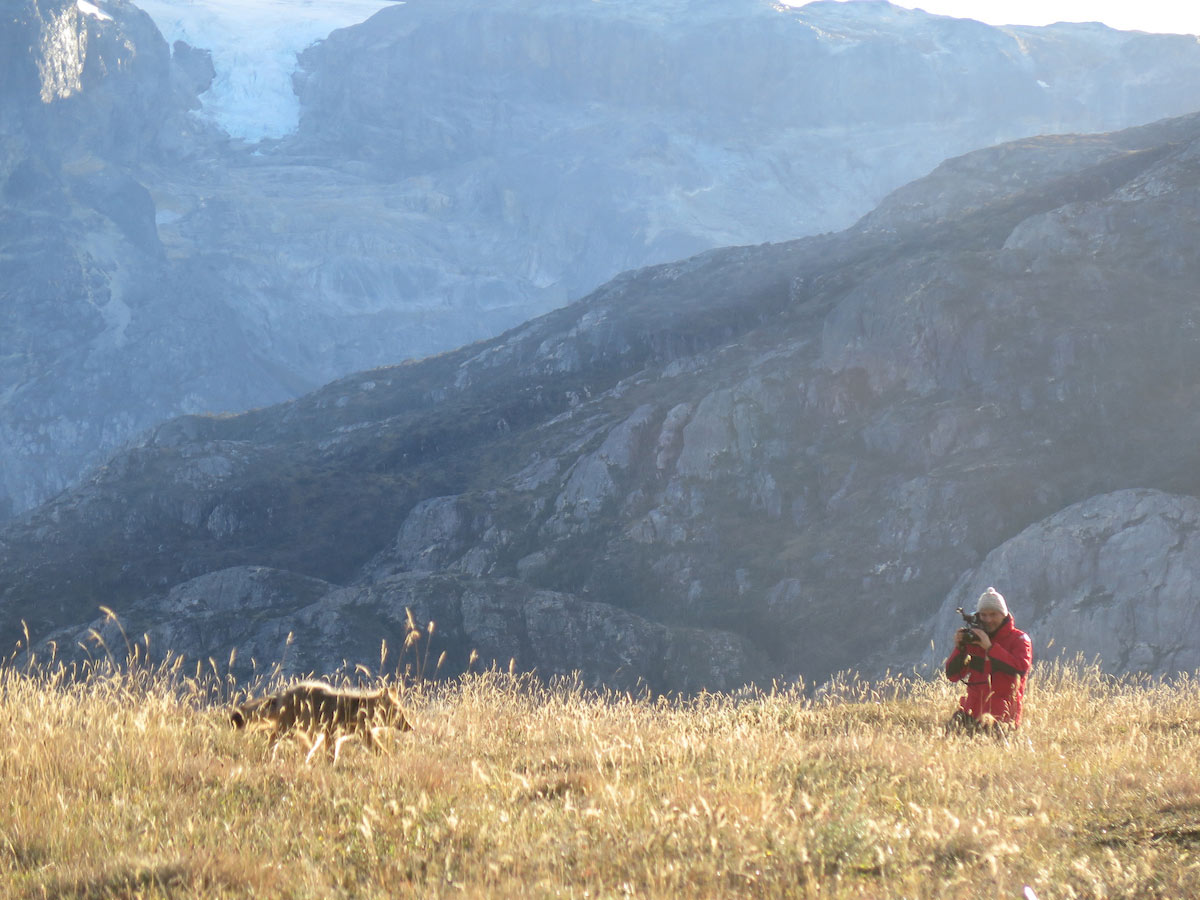 Capturing the movements of a Patagonian fox