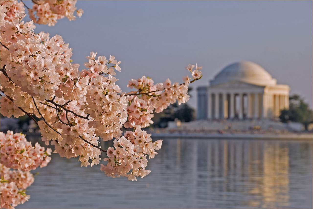 Cherry Blossoms and the Jefferson Memorial Washington DC