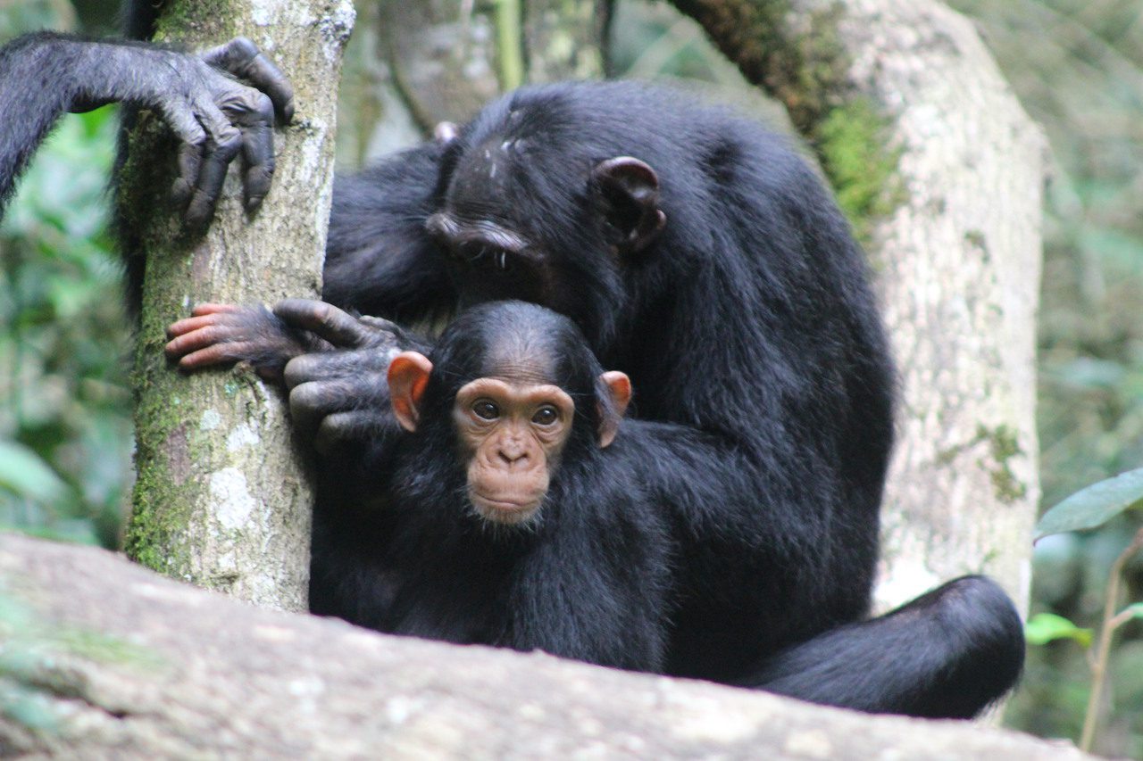 Discover 5 Unforgettable Primate Safaris in Rwanda and Uganda