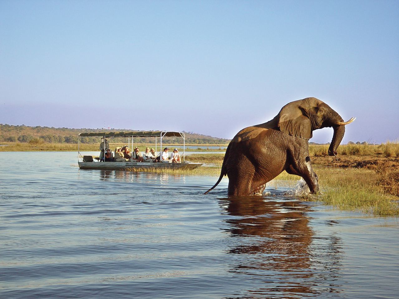Chobe river safari
